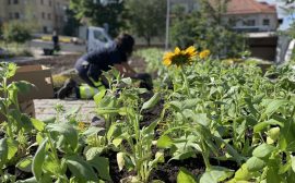 Blommor i en plantering i centrala Ulricehamn. En kvinna arbetar med att plantera i bakgrunden.